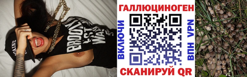 Псилоцибиновые грибы Cubensis  Туринск 